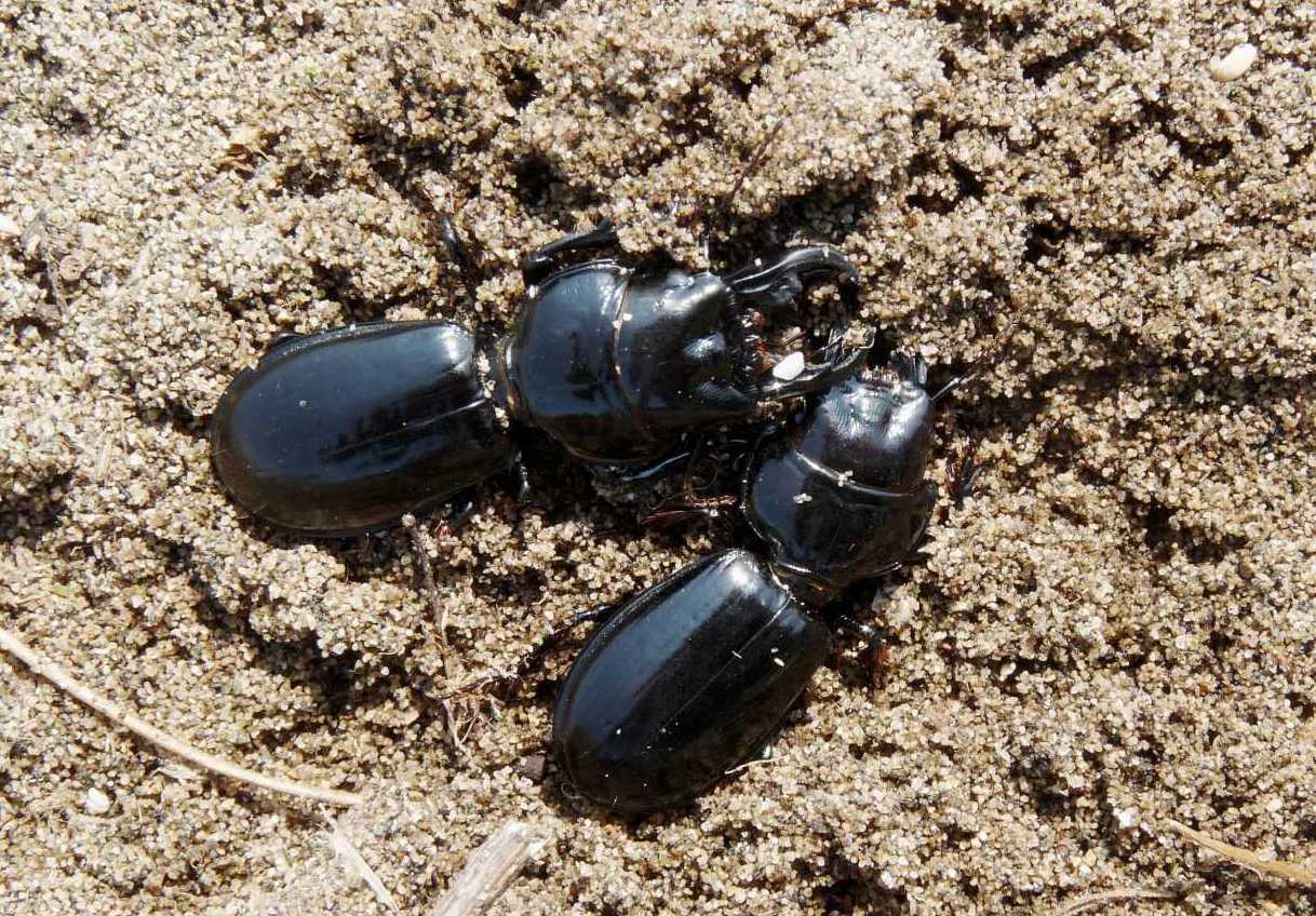 Scarites buparius maschio e femmina